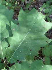 Polystepha globosa