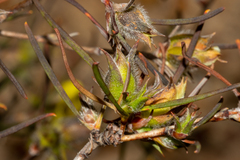 Hibbertia subvillosa