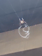 Neoscona domiciliorum