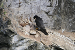 Falco peregrinus macropus