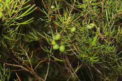 Persoonia virgata