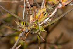 Hibbertia subvillosa