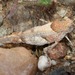 Cibolacris parviceps - Photo (c) Lon&Queta,  זכויות יוצרים חלקיות (CC BY-NC-SA)