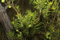 Persoonia virgata