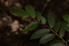 Pilidiostigma glabrum