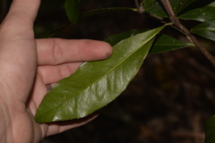 Denhamia celastroides