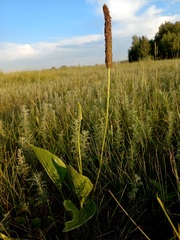Plantago maxima