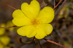 Hibbertia subvillosa