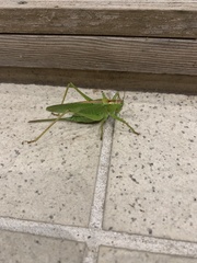 Tettigonia orientalis