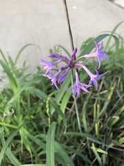Tulbaghia violacea