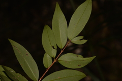 Pilidiostigma glabrum