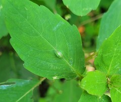 Neolasioptera impatientifolia