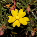 Hibbertia callida - Photo 由 Tim Hammer 所上傳的 (c) Tim Hammer，保留部份權利CC BY