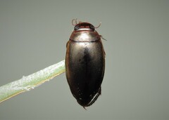 Ilybius fuliginosus