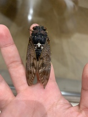 Graptopsaltria nigrofuscata