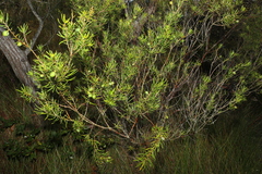 Persoonia virgata