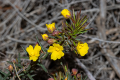 Hibbertia acerosa