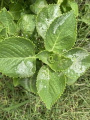 Coleus amboinicus