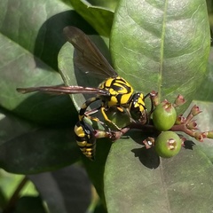 Phimenes flavopictus