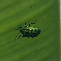 Chrysocoris