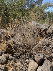 Pseudodictamnus undulatus