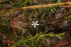 Philotheca queenslandica