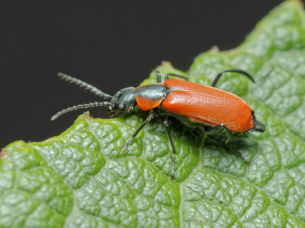 Red Malachite Beetle, photo 1 of 10