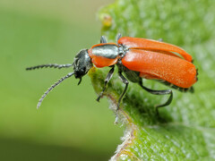 Anthocomus rufus