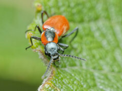 Anthocomus rufus
