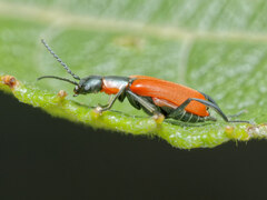 Anthocomus rufus