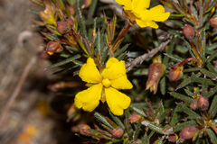 Hibbertia acerosa