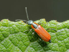 Anthocomus rufus