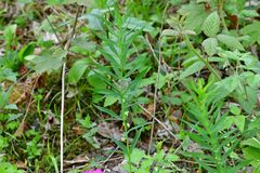 Polygonatum verticillatum