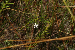 Philotheca queenslandica