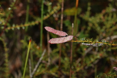 Acacia hubbardiana