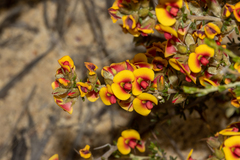 Mirbelia trichocalyx