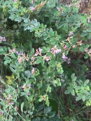 Lespedeza stuevei