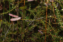 Acacia hubbardiana