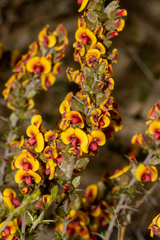 Mirbelia trichocalyx