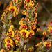 Mirbelia trichocalyx - Photo (c) Tim Hammer, some rights reserved (CC BY), uploaded by Tim Hammer