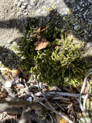 Racomitrium heterostichum