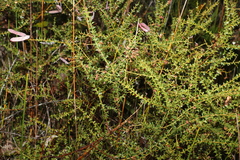 Acacia hubbardiana