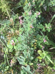 Lespedeza stuevei