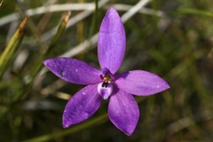 Glossodia minor
