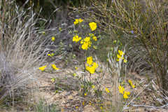 Hibbertia subvillosa