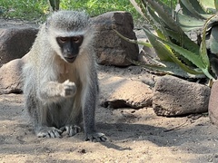 Chlorocebus pygerythrus pygerythrus