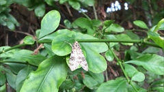 Eucereon myrina