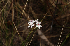 Burchardia umbellata