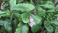 Eucereon myrina