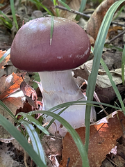 Cortinarius praestans